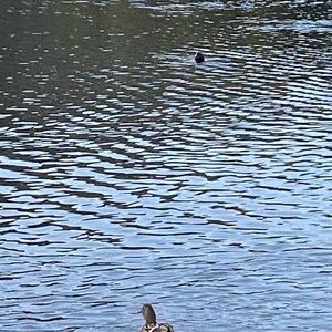 Meet your Posher, Zoe